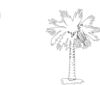 Palmetto Tree Image